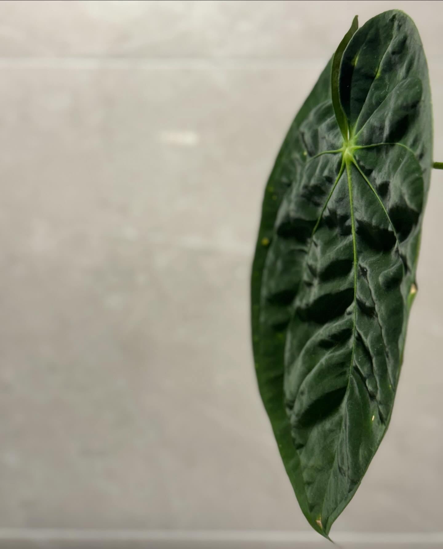 Anthurium papillilaminum, LG ecotype 商品照片 1