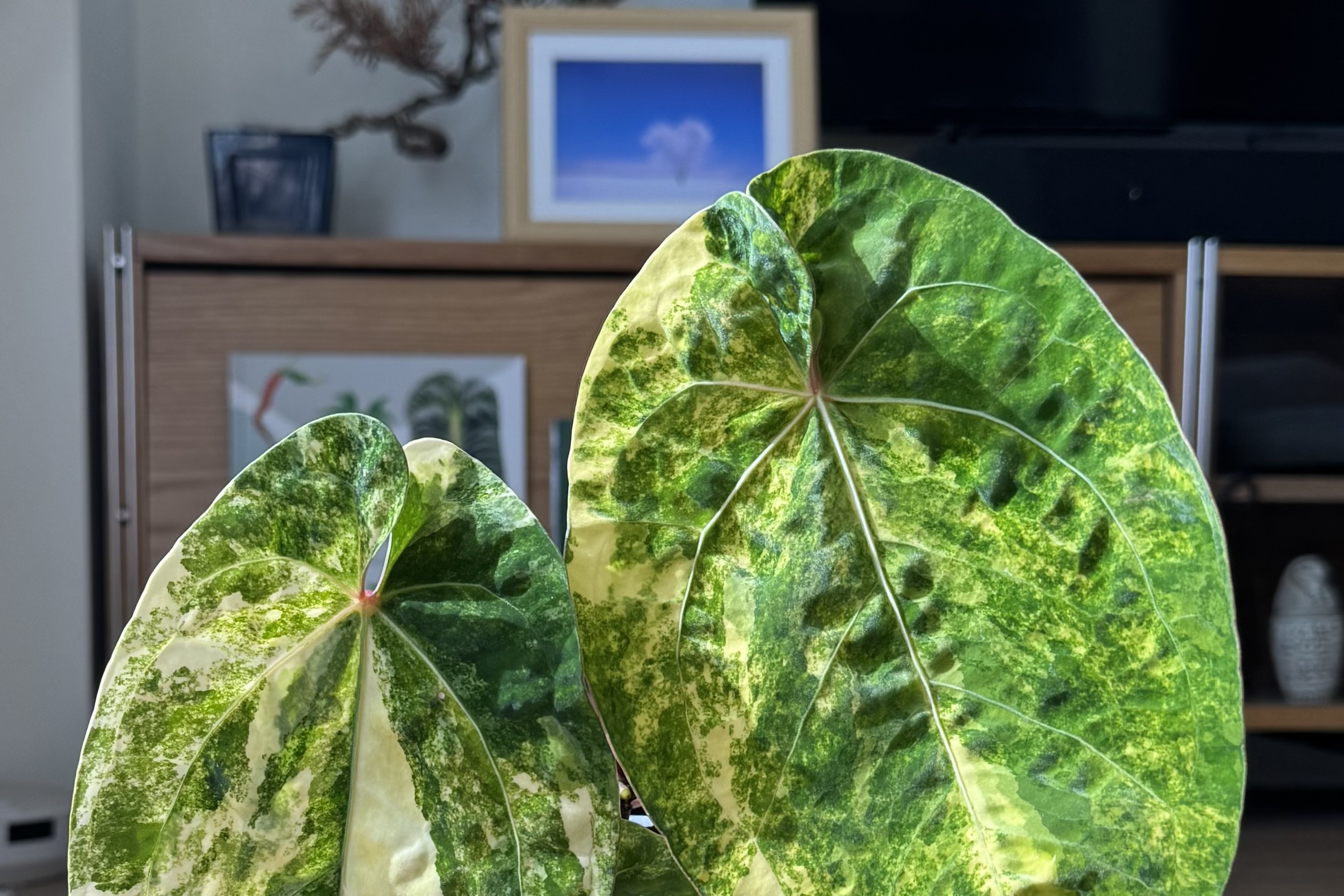 Sectoral variegation, papillilaminum x "AoS"