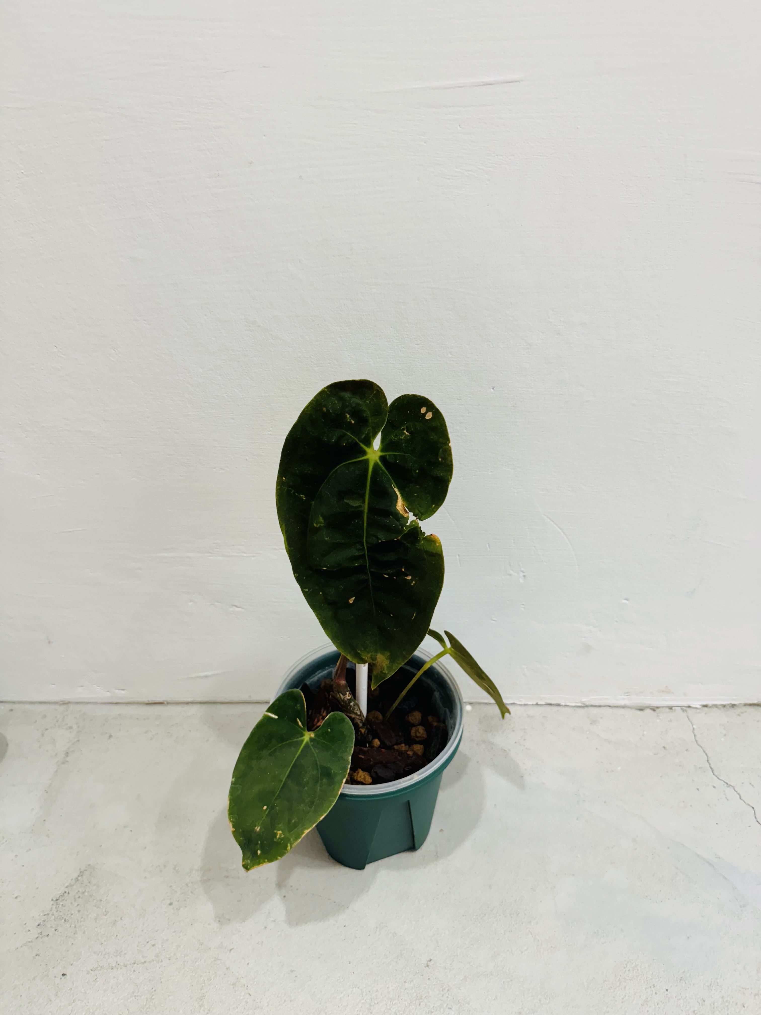 植物日誌照片 1