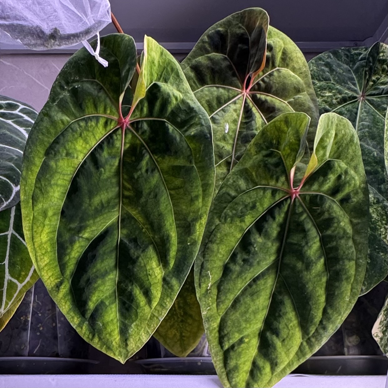植物收藏照片 16