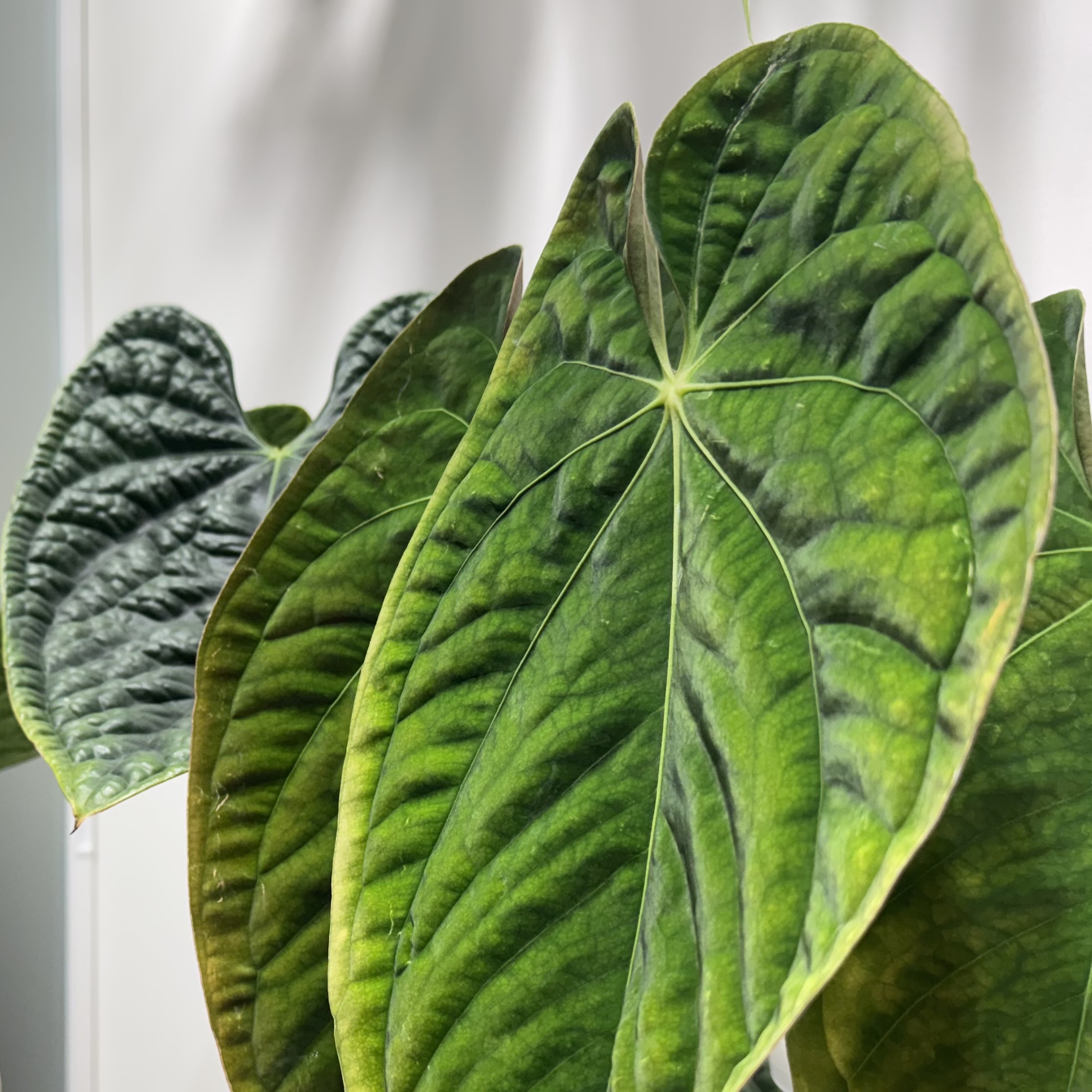 植物日誌照片 8