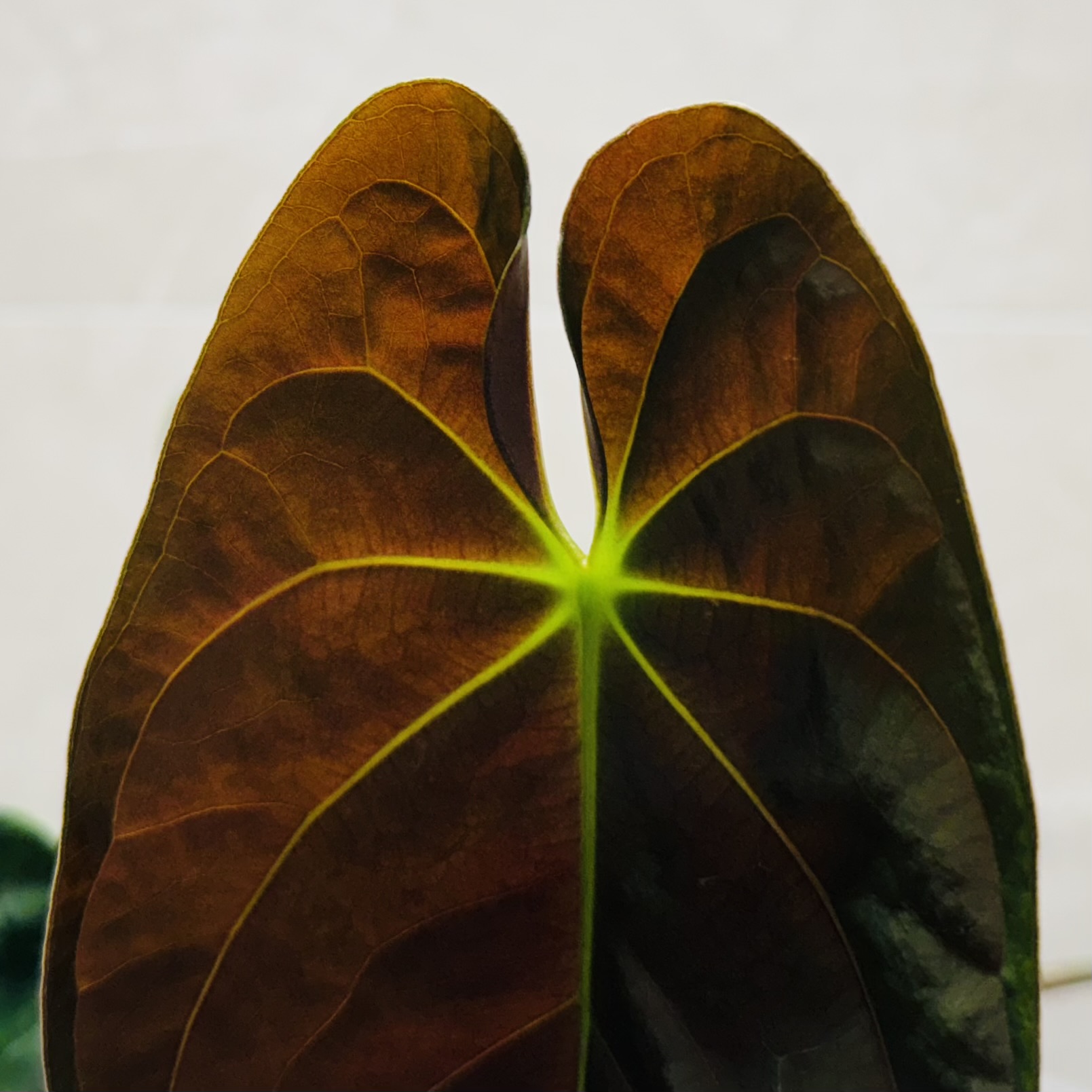 植物日誌照片 4