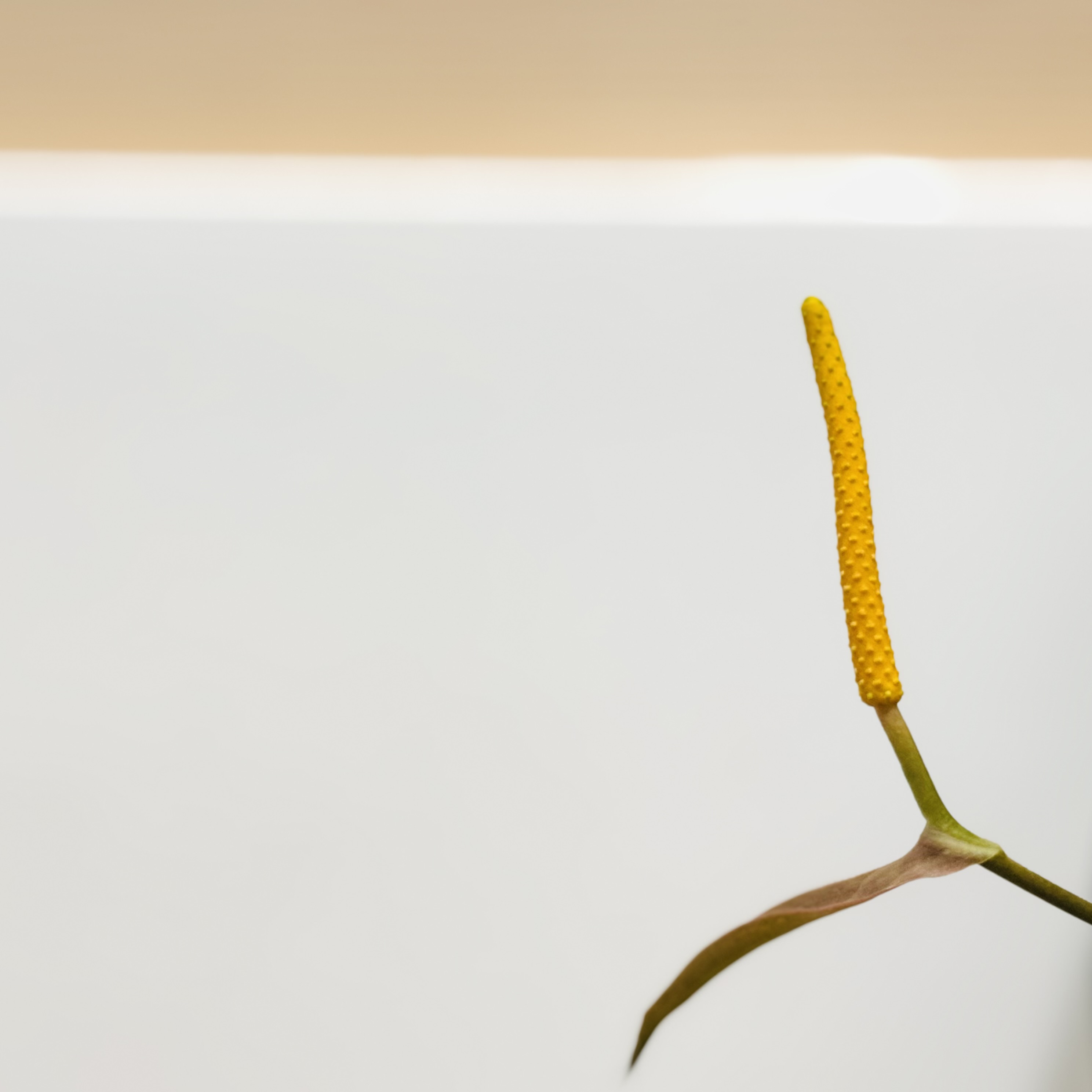 植物日誌照片 6