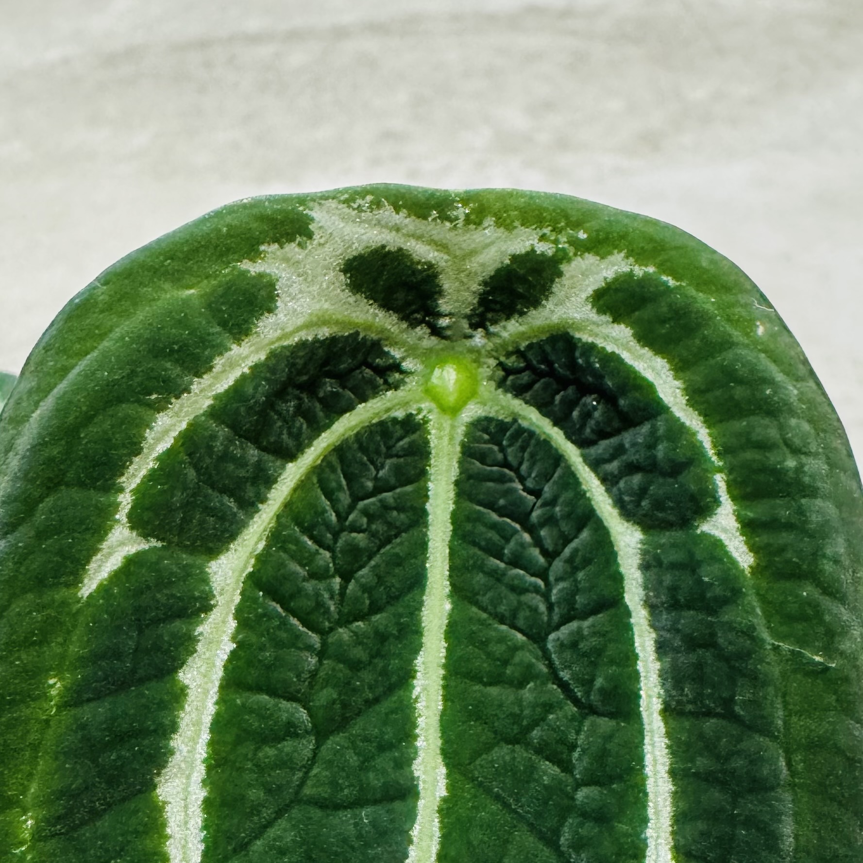 植物收藏照片 05