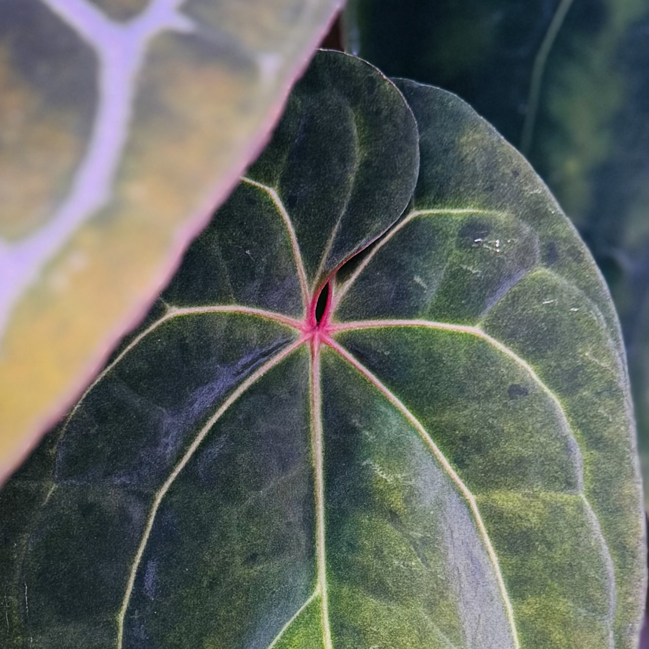 植物日誌照片 6