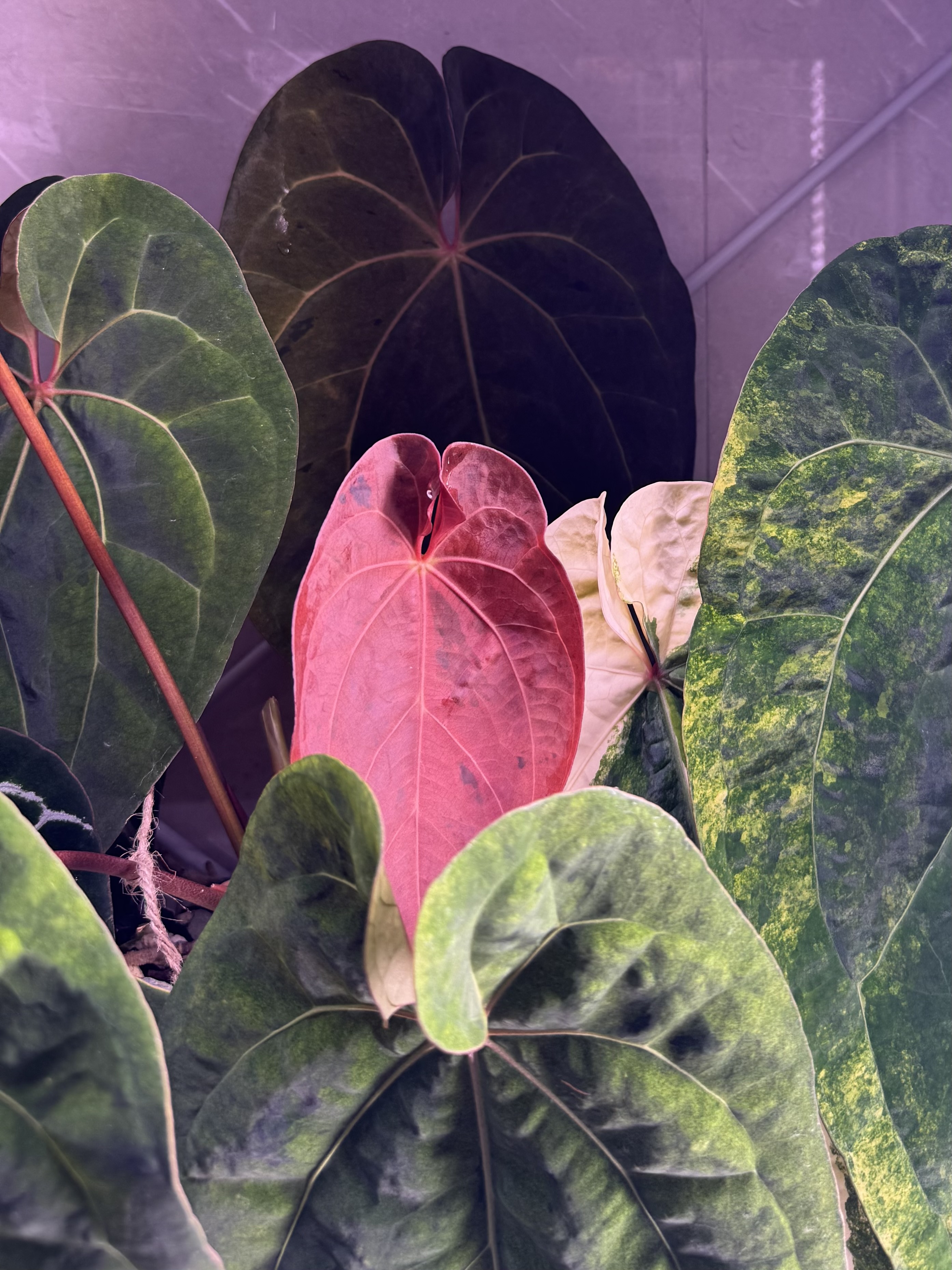 植物收藏照片 03
