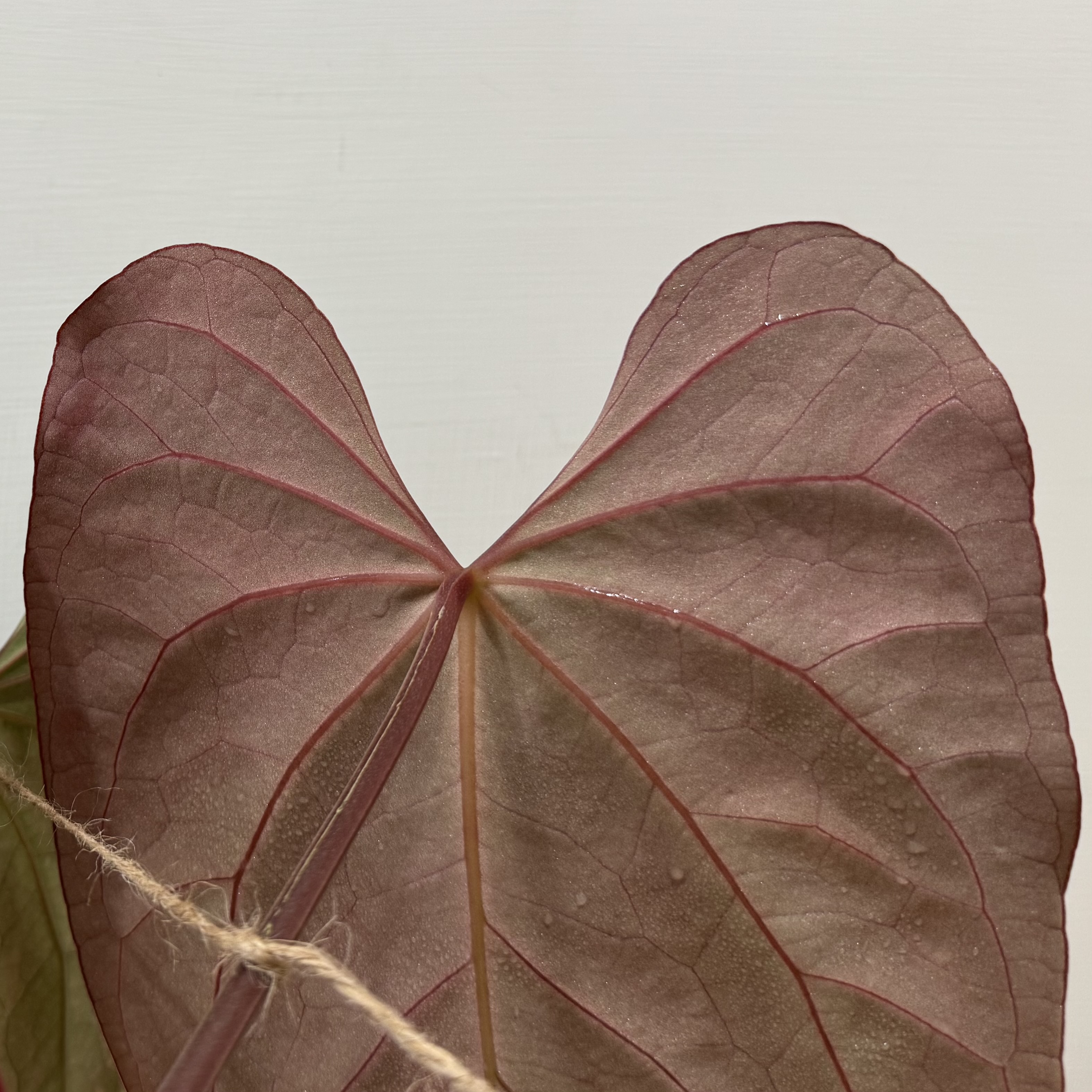 母本 Anthurium papillilaminum "RL" 商品照片 4