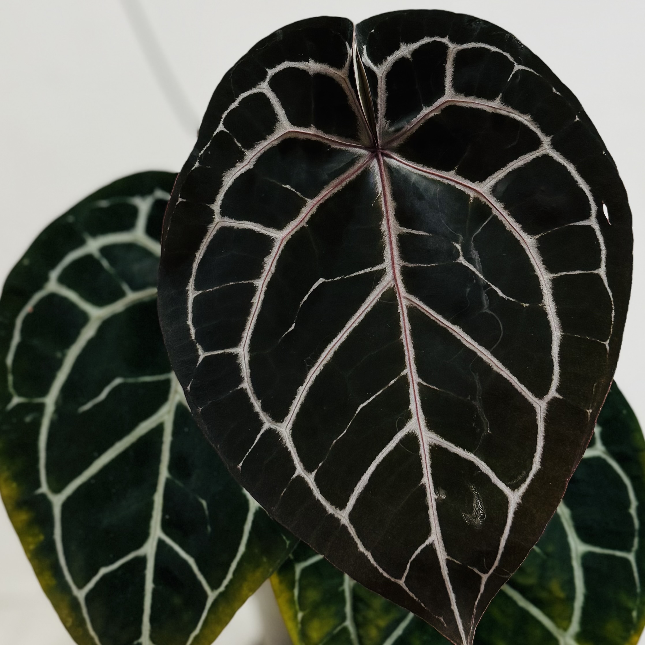 植物收藏照片 12