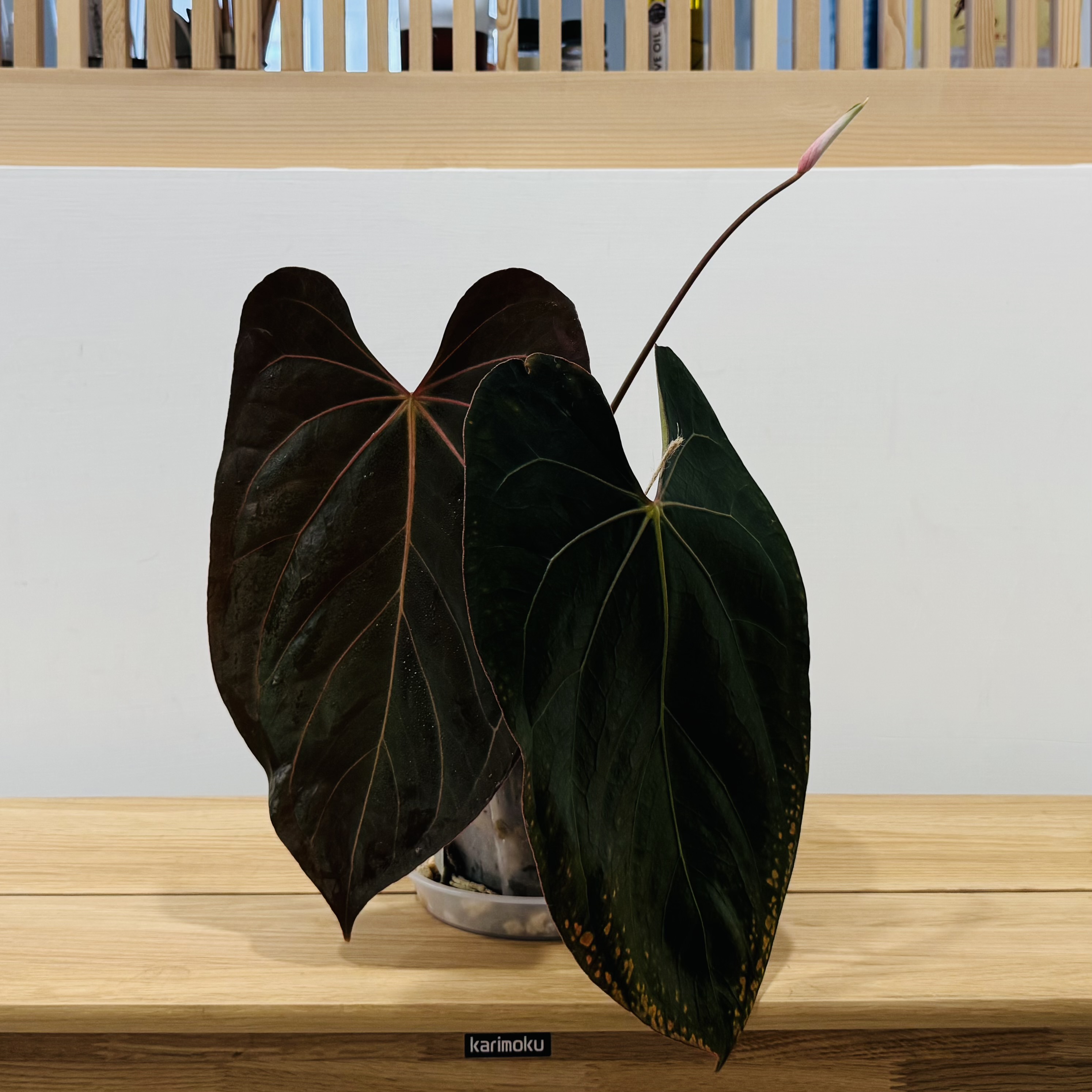 植物收藏照片 06