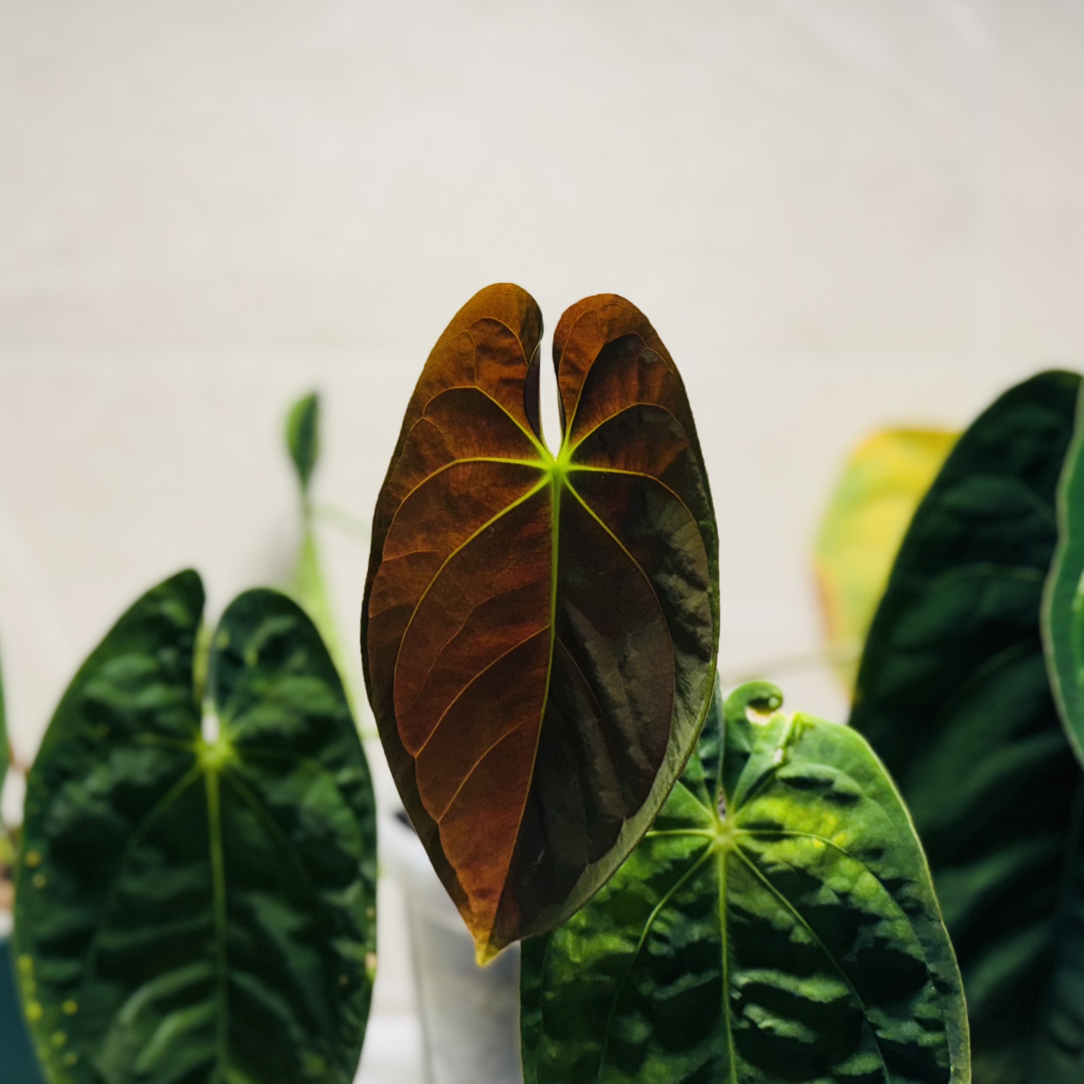 植物日誌照片 3