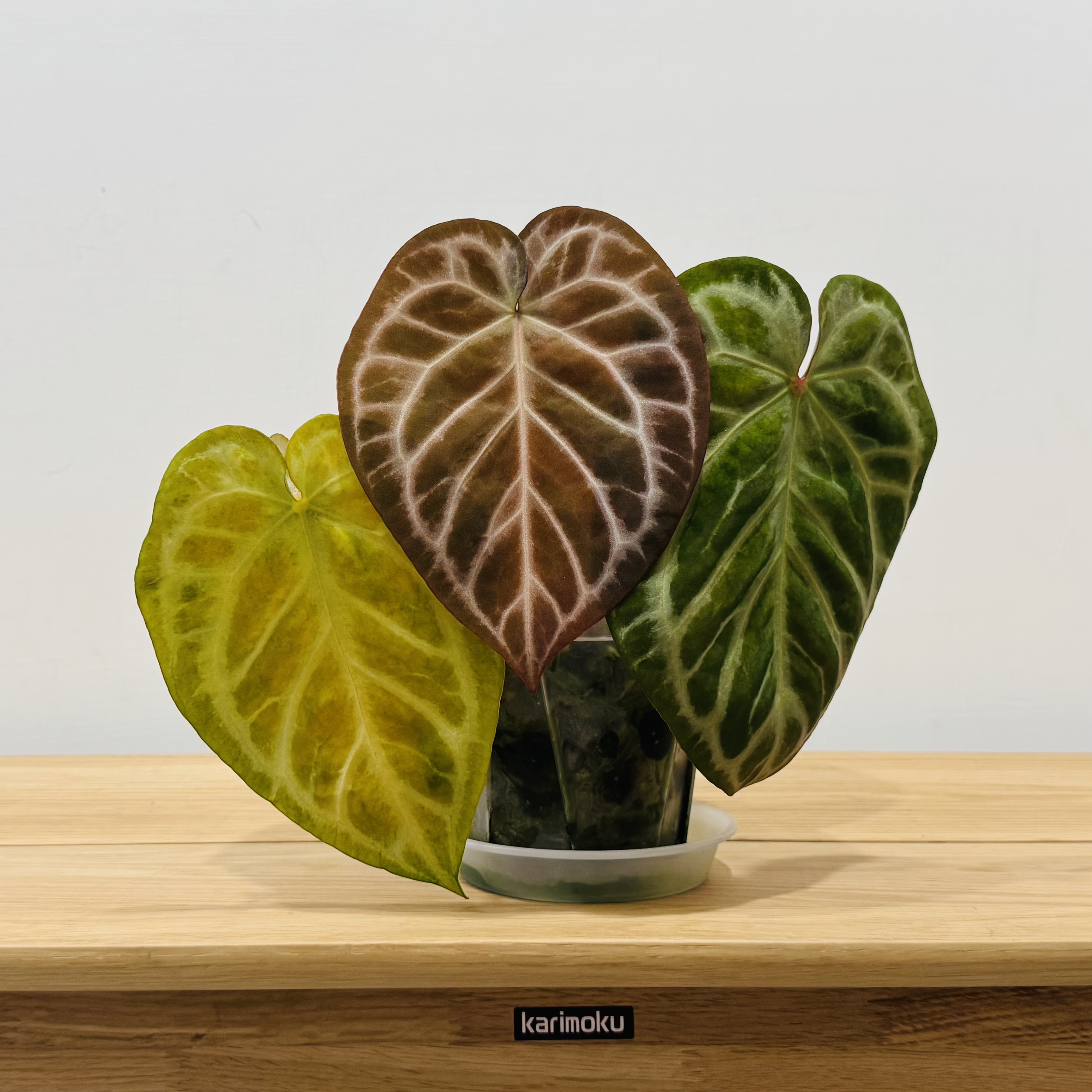 植物收藏照片 15