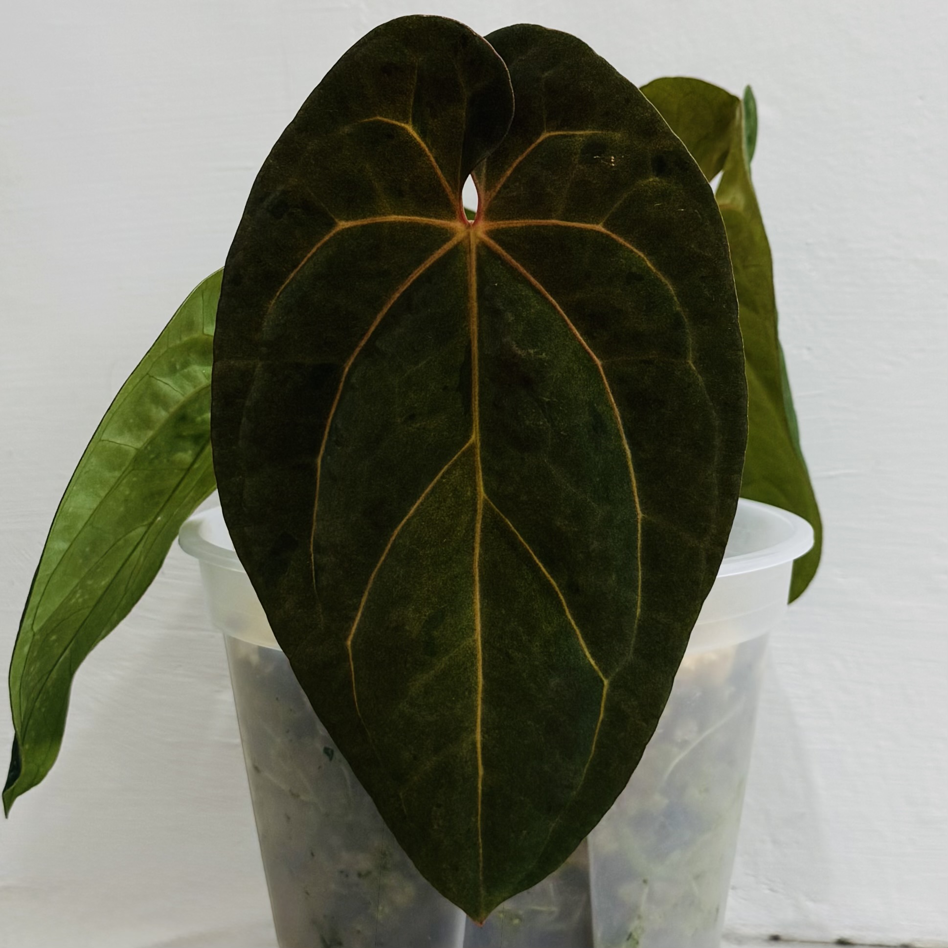 植物日誌照片 5