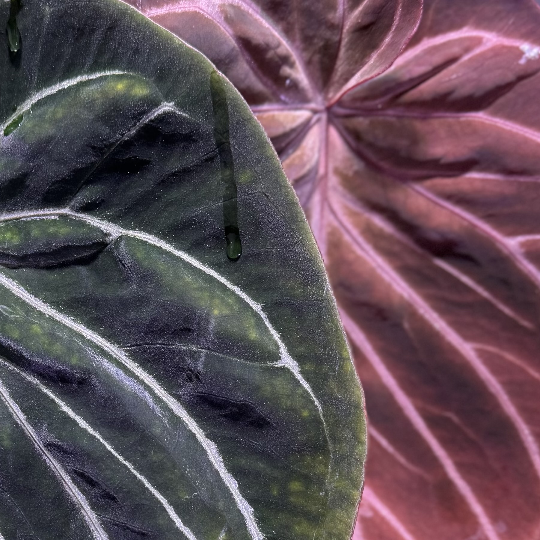 Anthurium "King of Spades" 商品照片 1