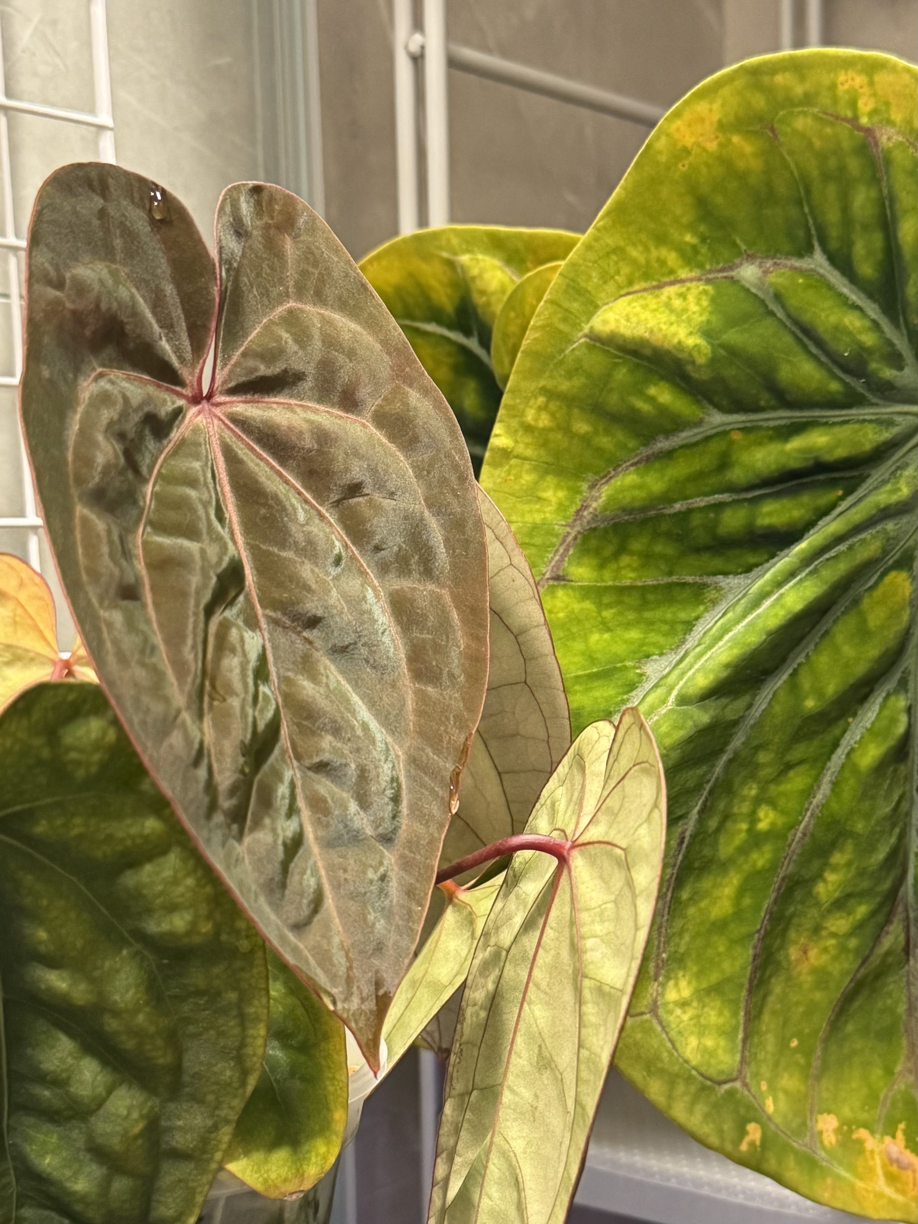 植物收藏照片 09
