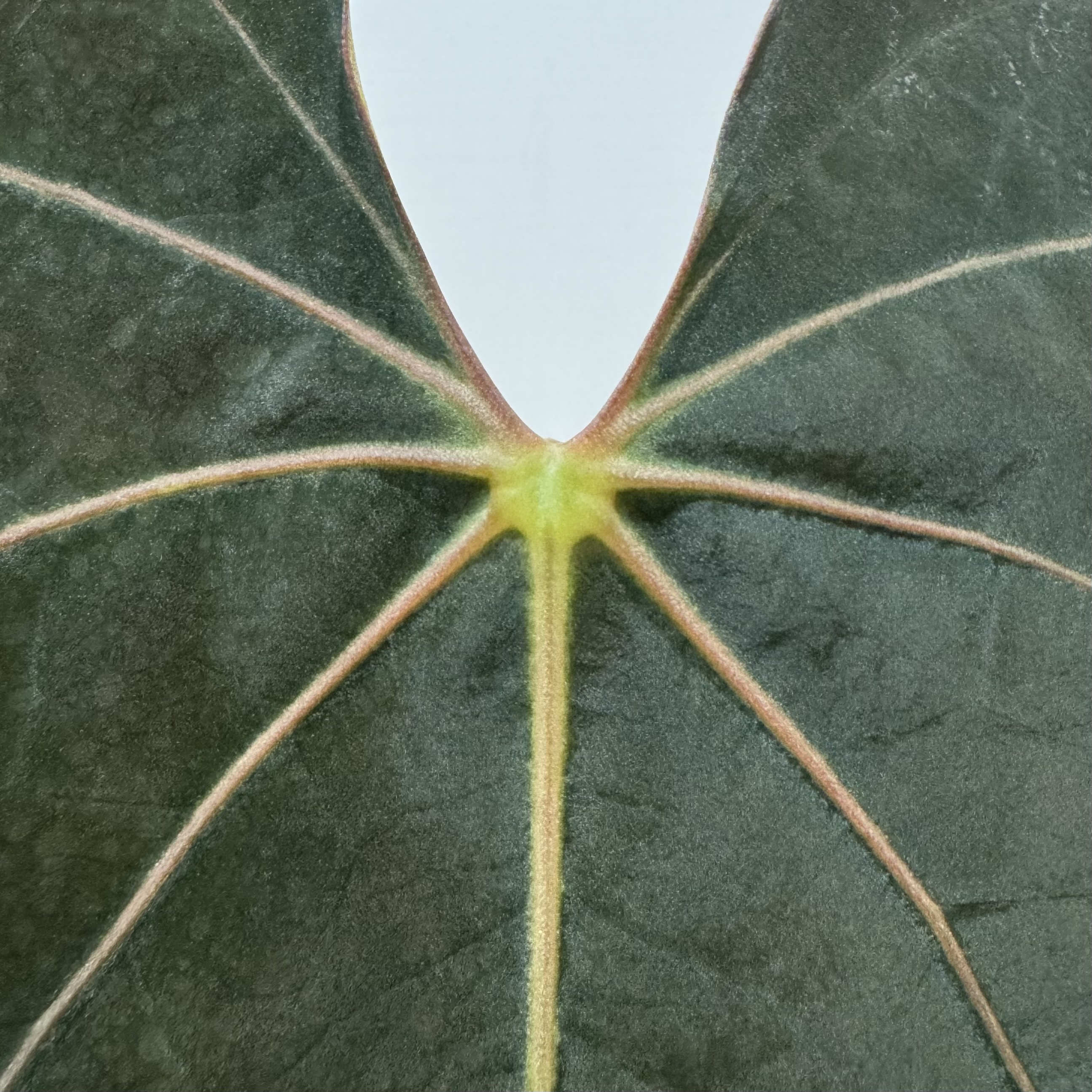母本 Anthurium papillilaminum "RL" 商品照片 5