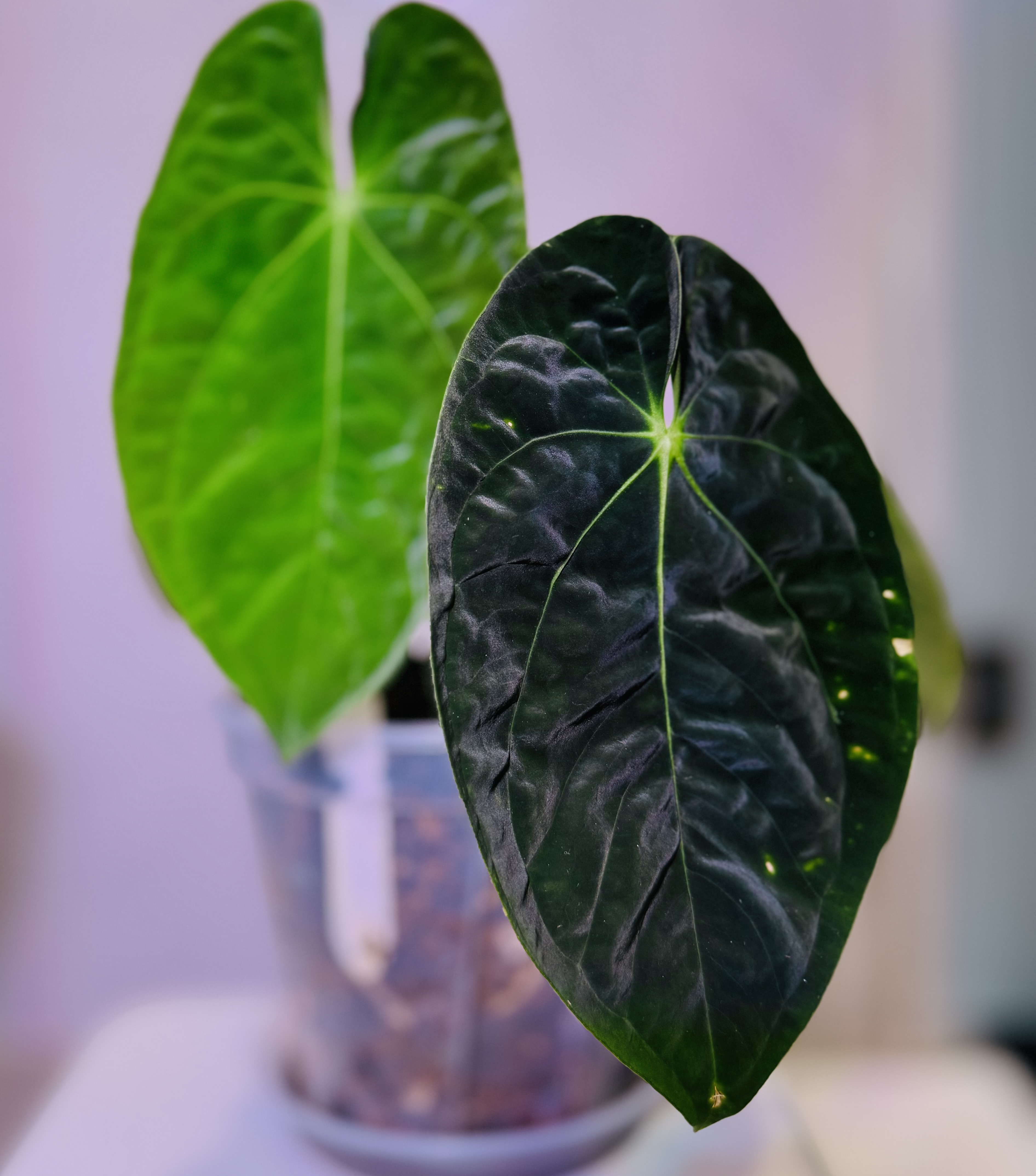 Anthurium papillilaminum, LG ecotype 商品照片 4
