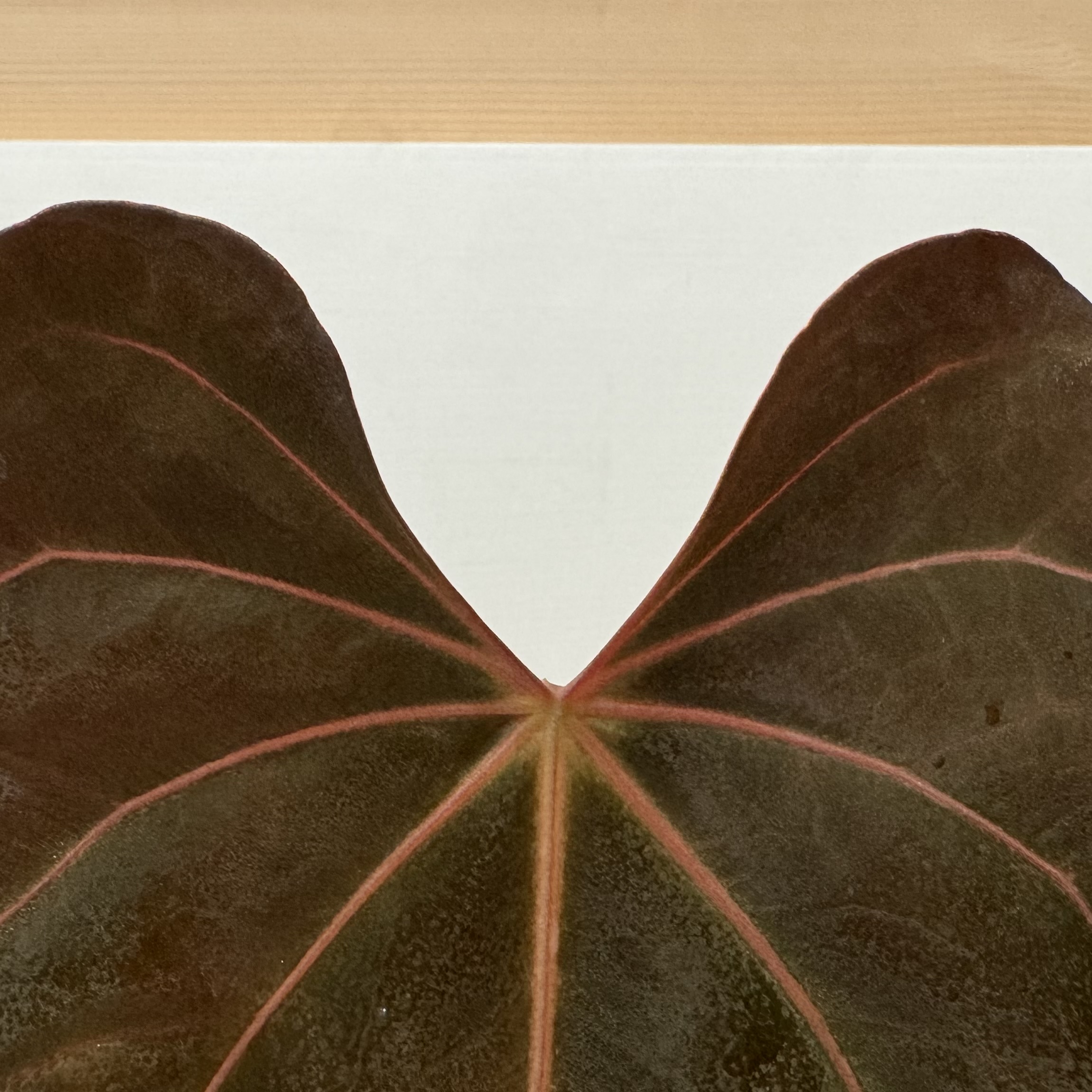 母本 Anthurium papillilaminum "RL" 父本 Anthurium carlablackiae