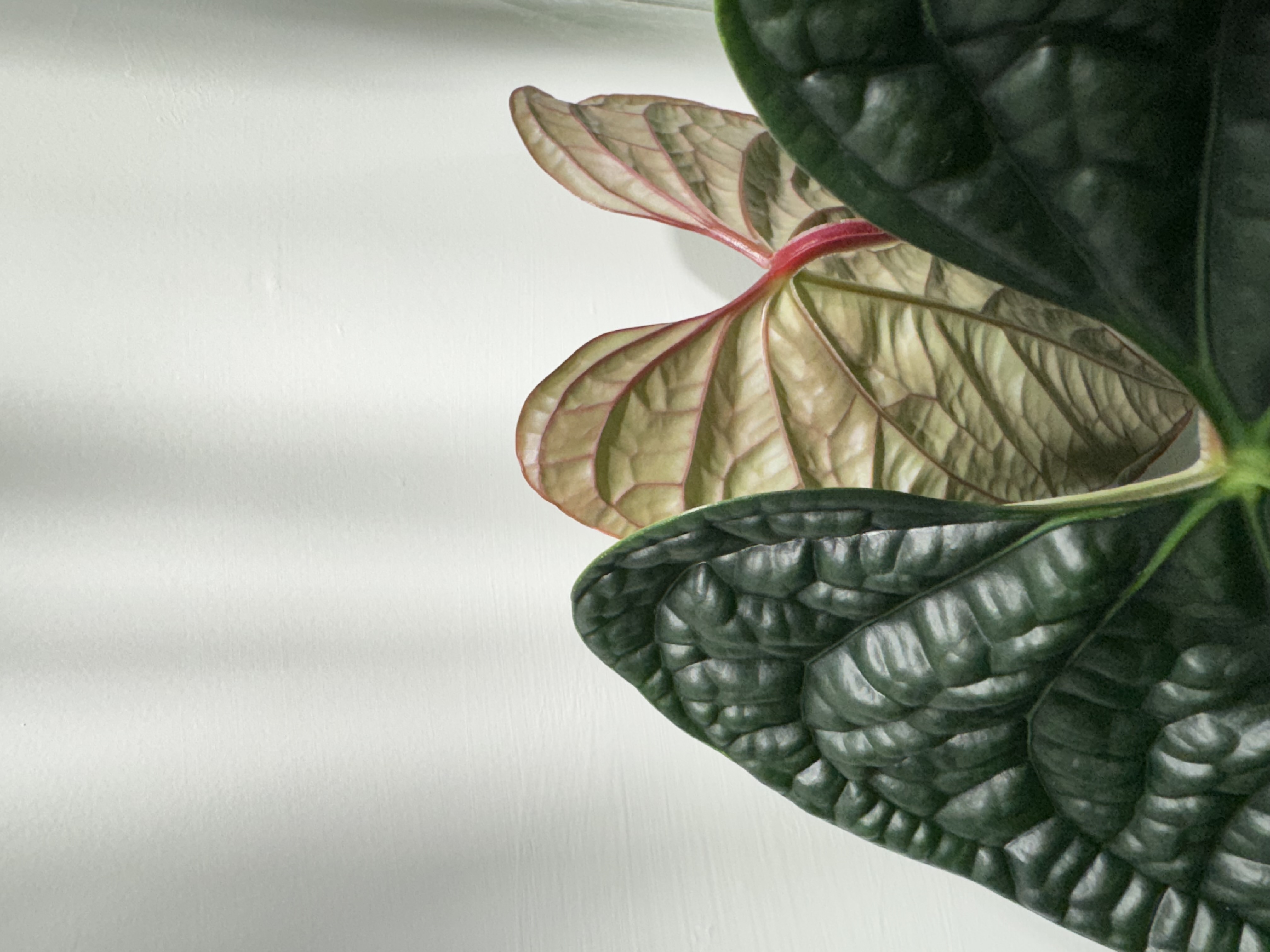 植物收藏照片 10