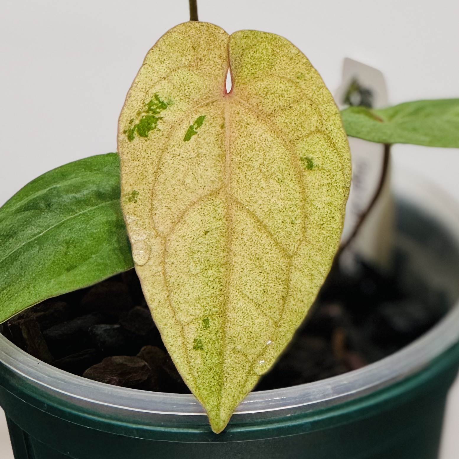 植物日誌照片 1