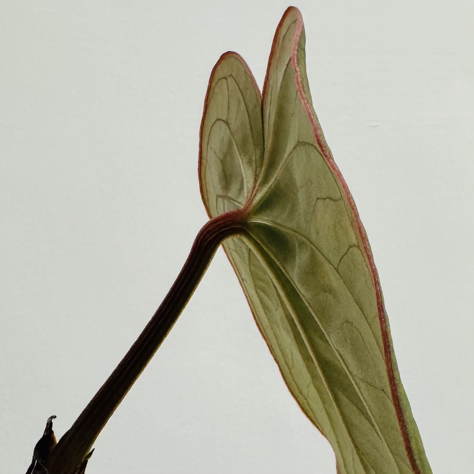 植物收藏照片 07