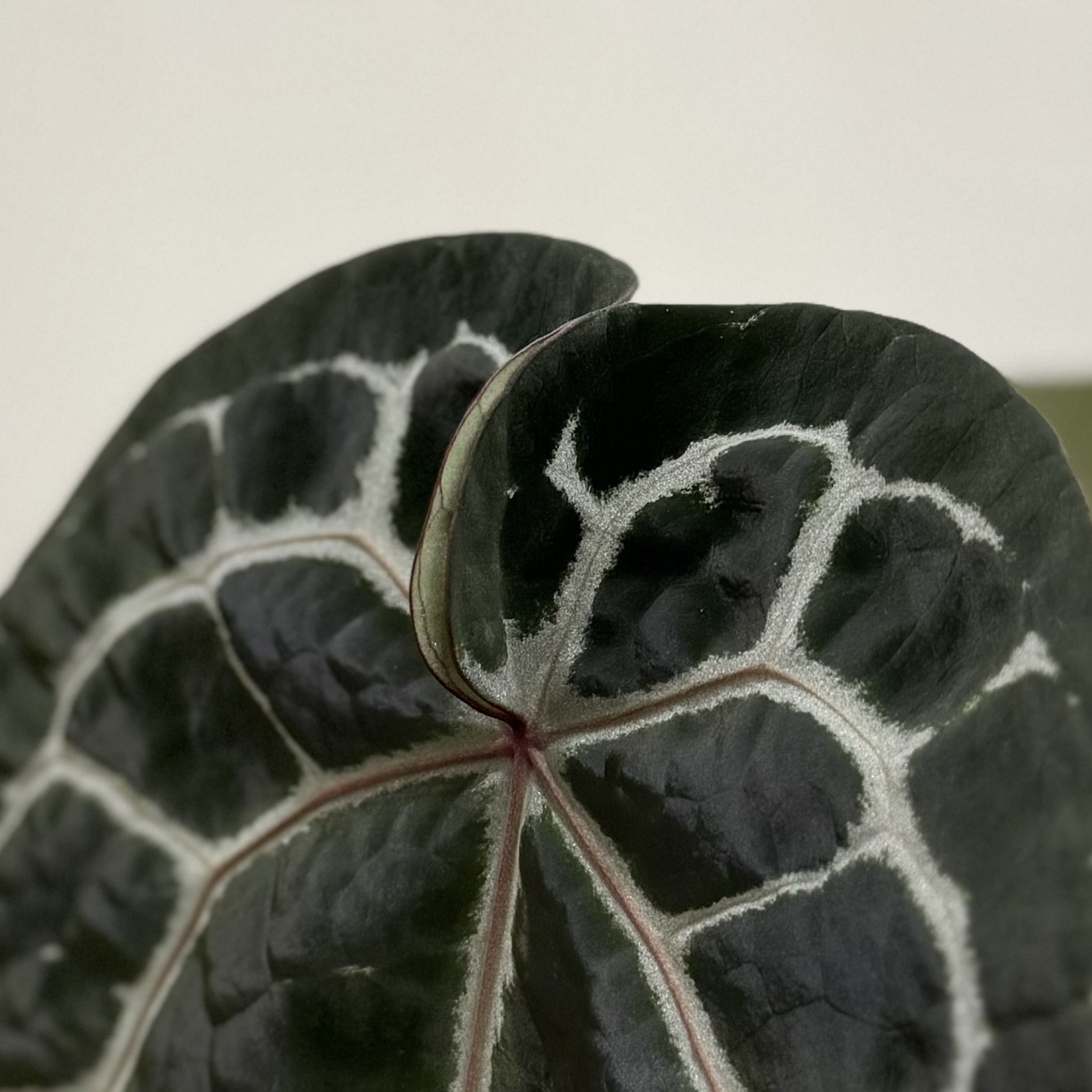 植物日誌照片 5